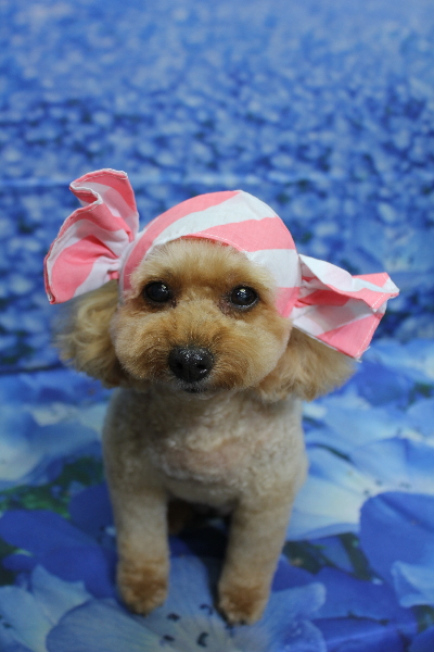 千葉県船橋市のトイプードルのトリミング画像