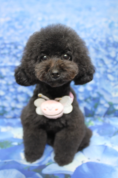 千葉県鎌ヶ谷市のトイプードルのトリミング画像