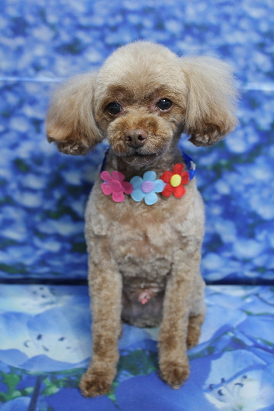 千葉県船橋市のトイプードルのトリミング画像