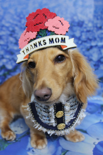 千葉県船橋市のミニチュアダックスのトリミング画像