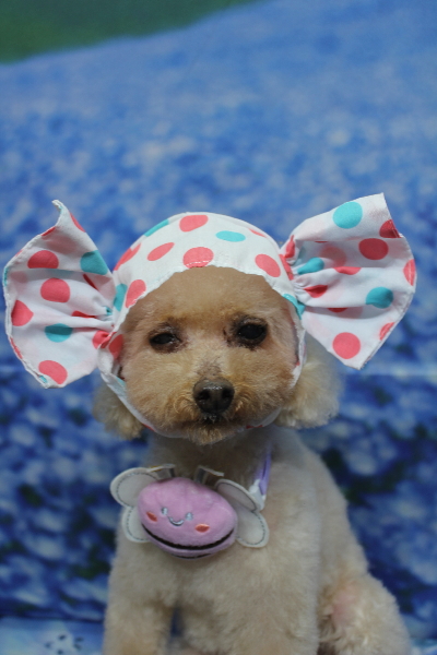 千葉県船橋市のトイプードルのトリミング画像