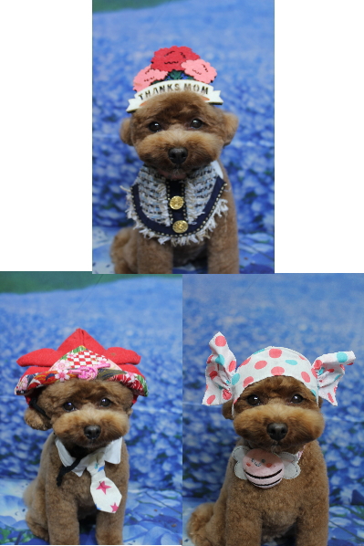 千葉県鎌ケ谷市トイプードルのトリミング画像