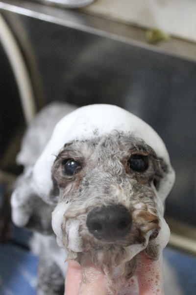 千葉県船橋市のトイプードルのシャンプー画像