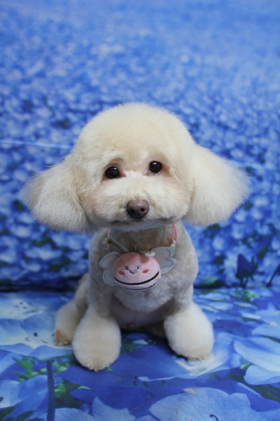 千葉県船橋市のトイプードルのトリミング画像