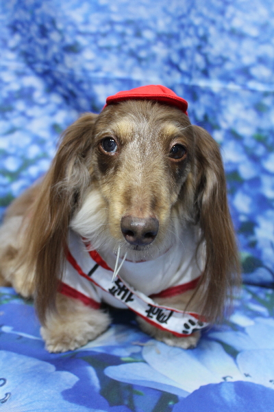 千葉県松戸市のミニチュアダックスのトリミング画像