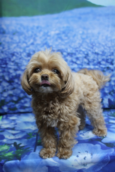 千葉県船橋市のミックス犬のトリミング前画像