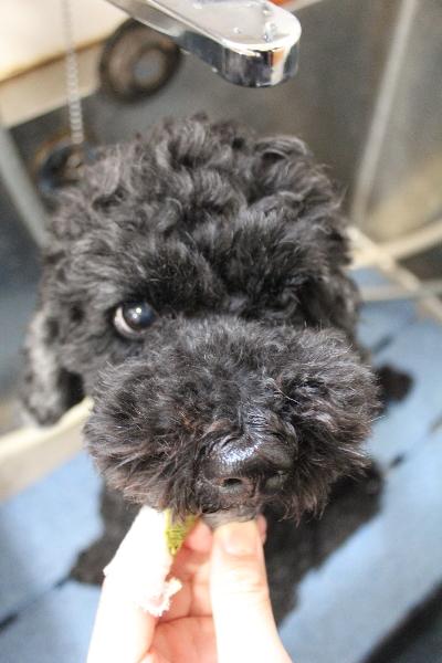 千葉県松戸市のトイプードルのhハーブ歯磨き画像