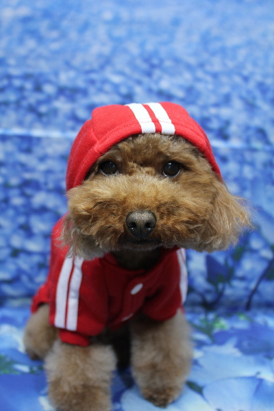 千葉県市川市のトイプードルのトリミング画像