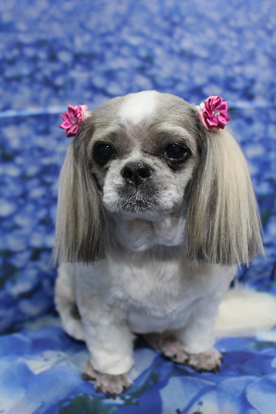 千葉県鎌ケ谷市のシーズーのトリミング画像