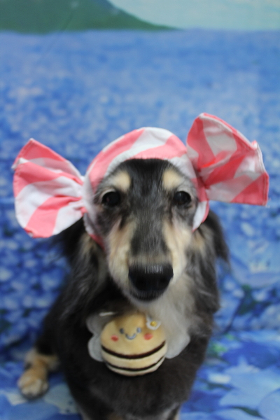 千葉県鎌ヶ谷市のミニチュアダックスのトリミング画像