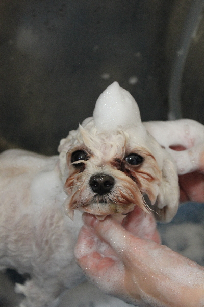 千葉県鎌ケ谷市のミックス犬のシャンプー画像