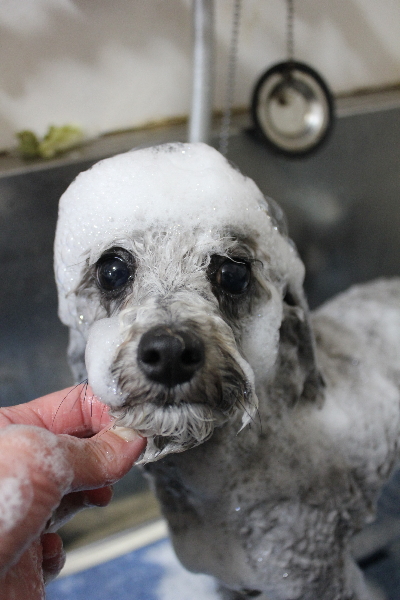 千葉県船橋市のトイプードルのシャンプー画像