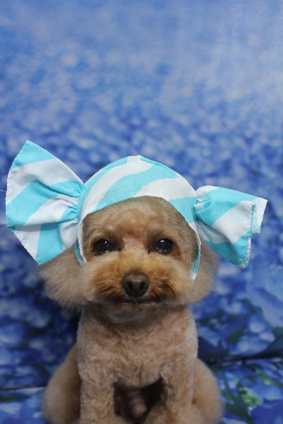 千葉県千葉市のトイプードルのトリミング画像