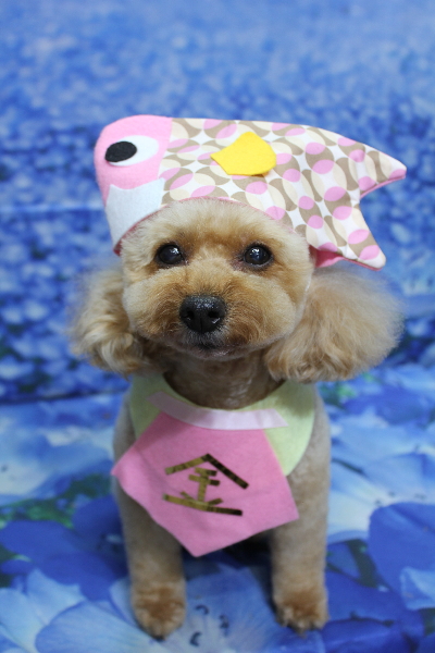 千葉県船橋市のトイプードルのトリミング画像