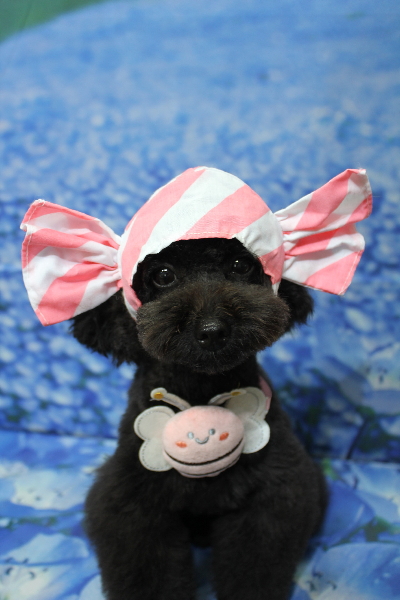 千葉県鎌ヶ谷市のトイプードルのトリミング画像