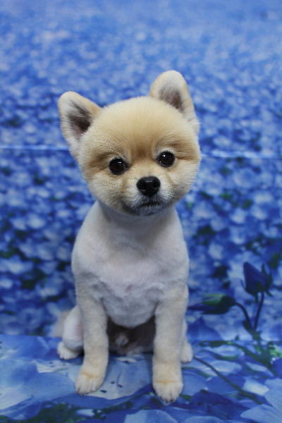 千葉県船橋市のポメラニアンのトリミング画像