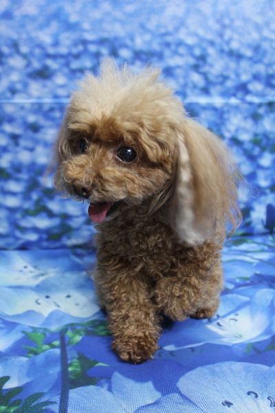 千葉県船橋市のトイプードルのトリミング前画像