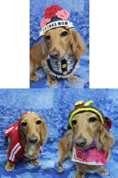 千葉県船橋市のミニチュアダックスのトリミング画像