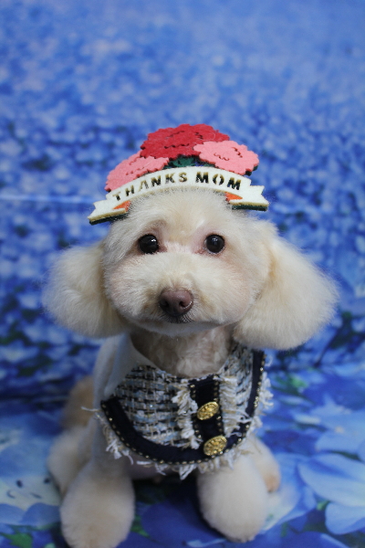 千葉県船橋市のトイプードルのトリミング画像