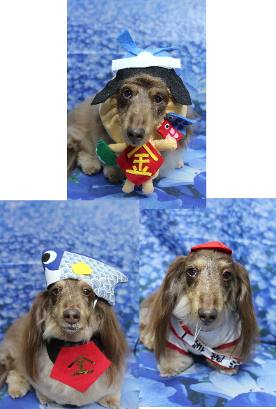 千葉県松戸市のミニチュアダックスのトリミング画像