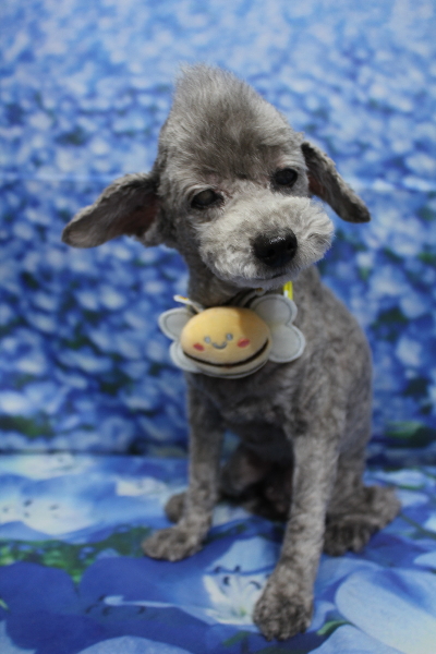 千葉県船橋市のトイプードルのトリミング画像