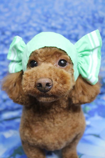 千葉県船橋市のトイプードルのトリミング画像