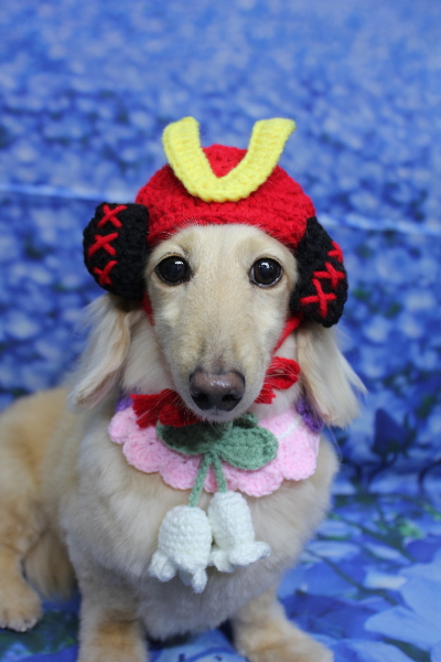 千葉県鎌ケ谷市のミニチュアダックスのトリミング画像