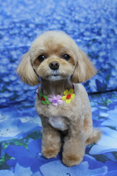 千葉県船橋市のミックス犬のトリミング画像