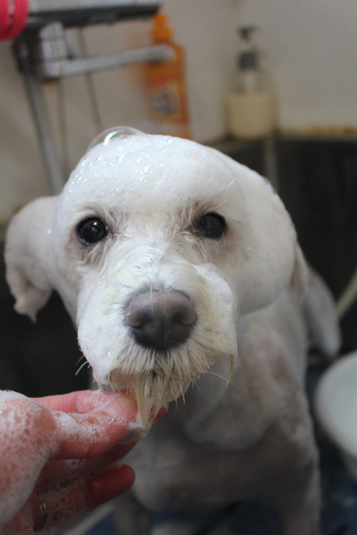 東京都江戸川区のミニチュアシュナウザーシャンプー画像