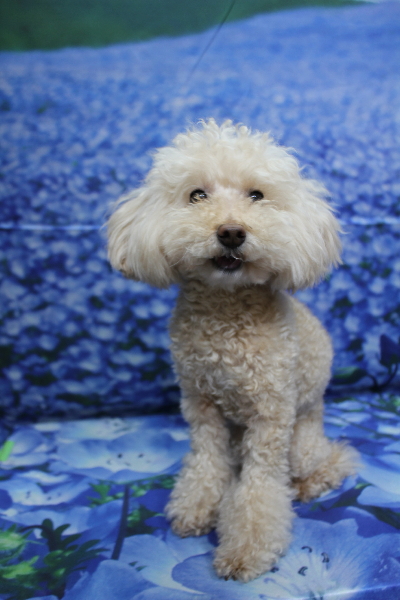 千葉県鎌ケ谷市のトイプードルトリミング前画像