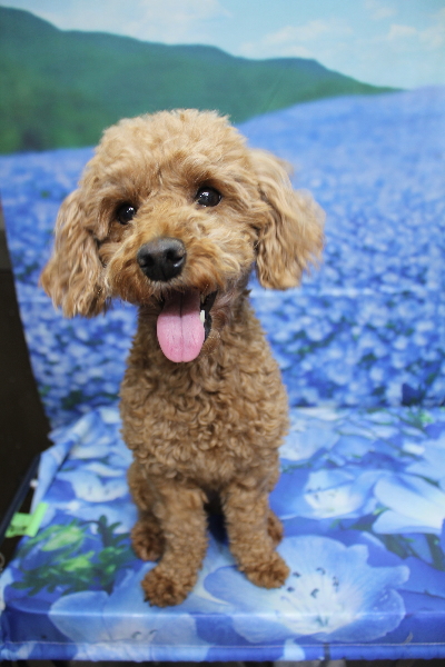 トイプードルブリーダーの成犬、トリミング前画像