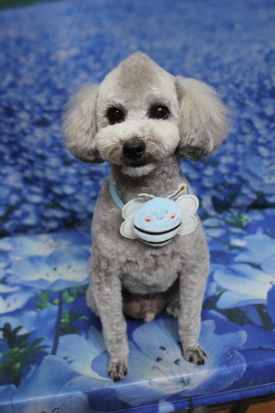 千葉県船橋市のトイプードルのトリミング画像