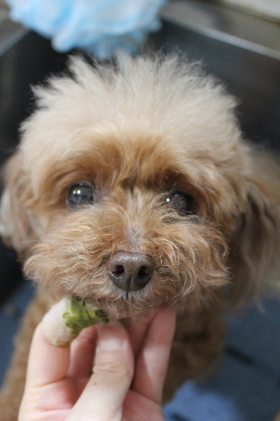 千葉県船橋市のトイプードルの歯磨き画像
