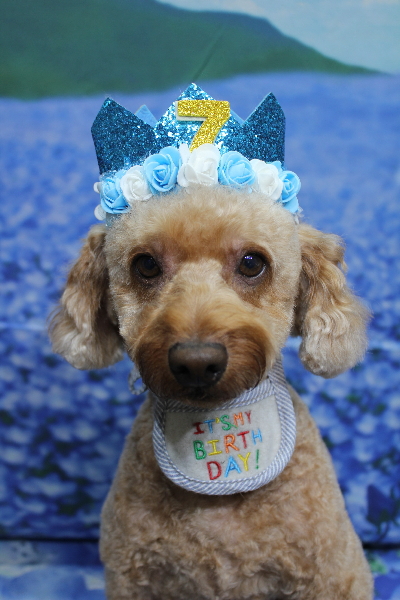 千葉県船橋市のトイプードルのトリミング画像