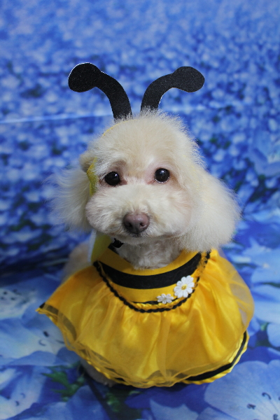 千葉県船橋市のトイプードルのトリミング画像