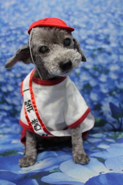 千葉県船橋市のトイプードルのトリミング画像