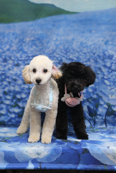 千葉県船橋市のトイプードルのトリミング画像