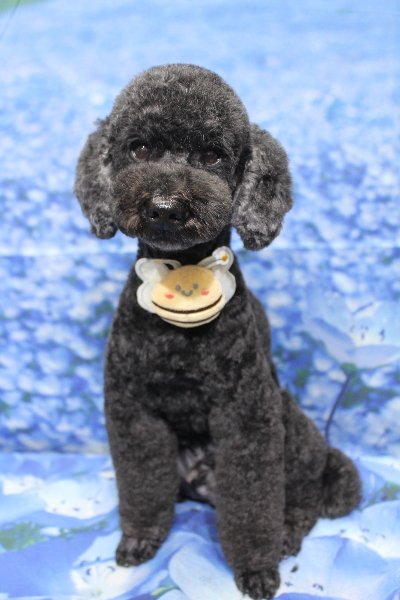 千葉県松戸市のトイプードルのトリミング画像