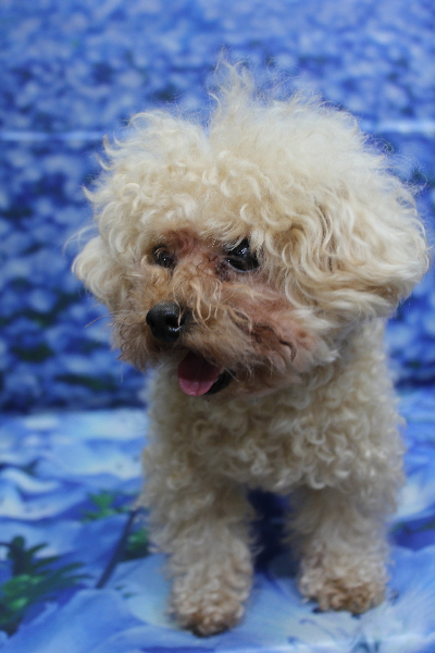 千葉県鎌ケ谷市のトイプードルトリミング前画像