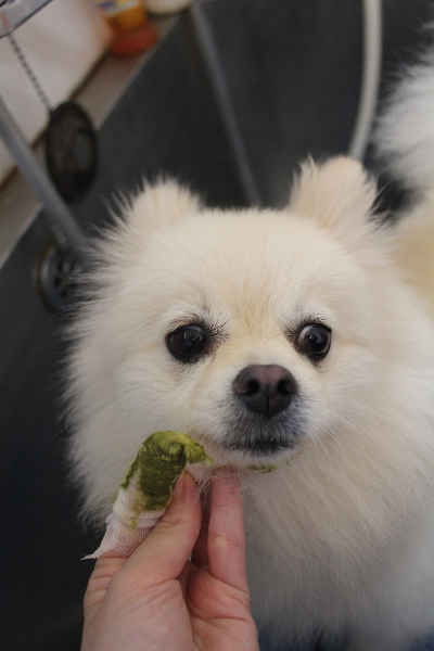 東京都港区のポメラニアンの歯磨き画像