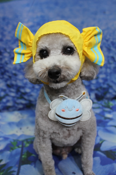 千葉県船橋市のトイプードルのトリミング画像