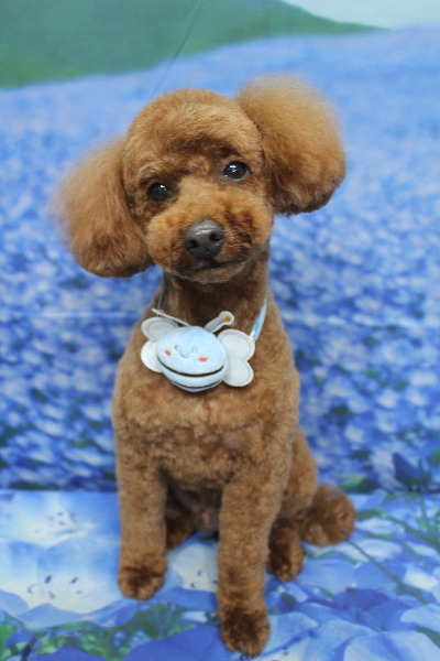 千葉県船橋市のトイプードルのトリミング画像