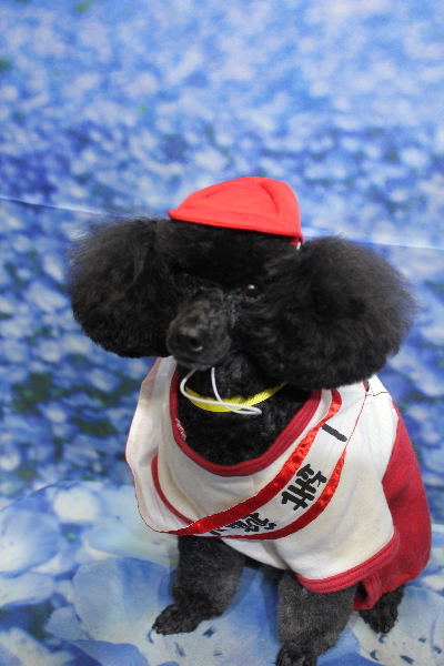 千葉県鎌ヶ谷市のトイプードルのトリミング画像