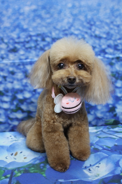 千葉県船橋市のトイプードルのトリミング画像