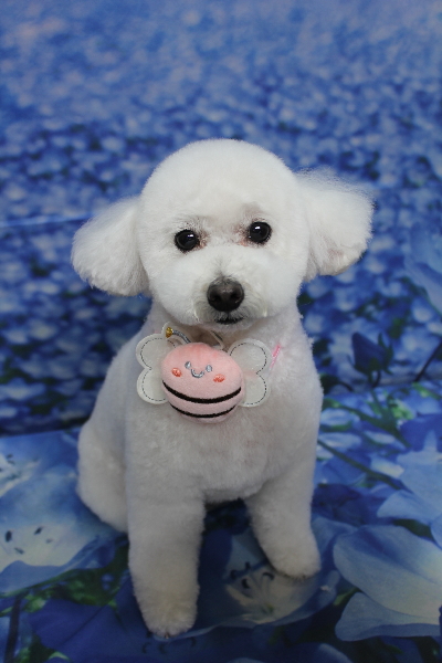 千葉県船橋市のトイプードルのトリミング画像