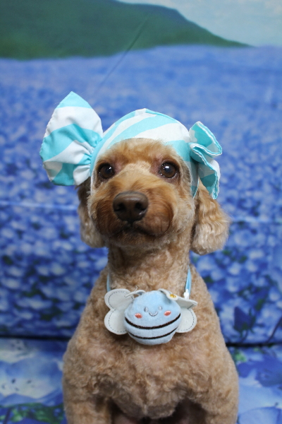 千葉県船橋市のトイプードルのトリミング画像