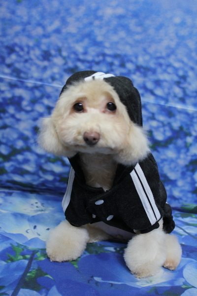 千葉県船橋市のトイプードルのトリミング画像