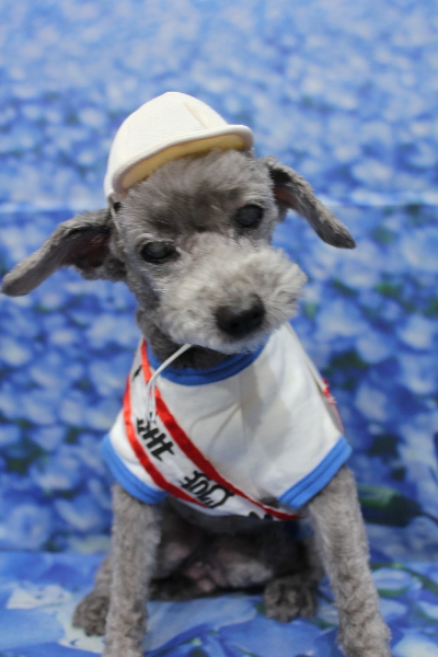 千葉県船橋市のトイプードルのトリミング画像