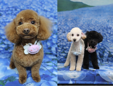 千葉県船橋市のトイプードルのトリミング画像