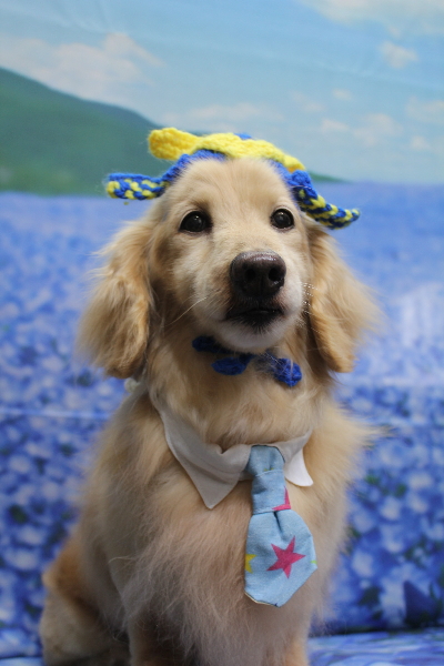 千葉県鎌ケ谷市のミニチュアダックスのトリミング画像